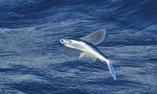 Atlantic Flyingfish